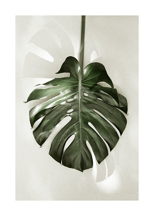  - Monstera leaf against a light beige background in the sunlight