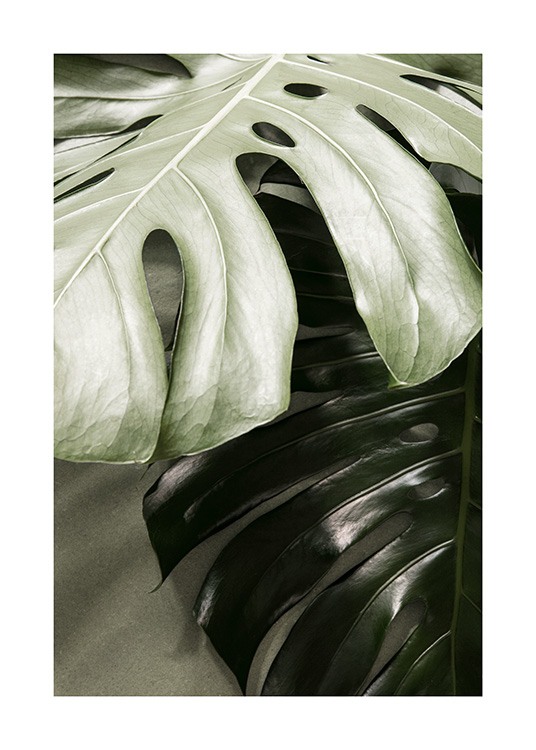  - Photograph of a pair of monstera leaves, one in light green and one in dark green