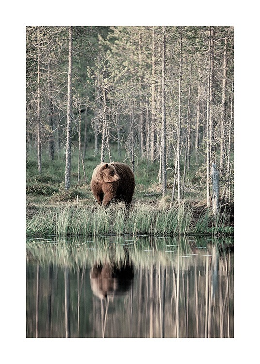 Bear by Lake Poster / Animals at Desenio AB (13591)