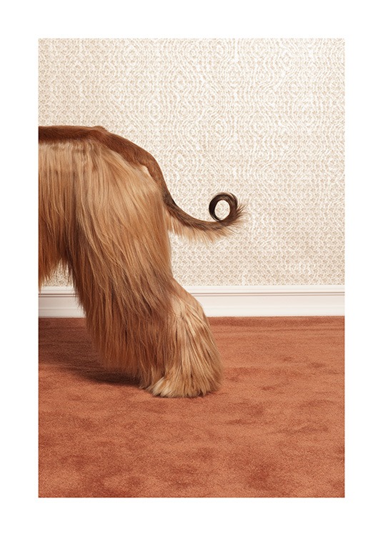 Afghan Hound Poster