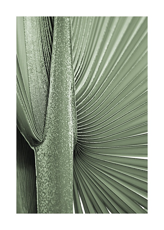 Young Palm Leaf Poster / Palms at Desenio AB (13611)