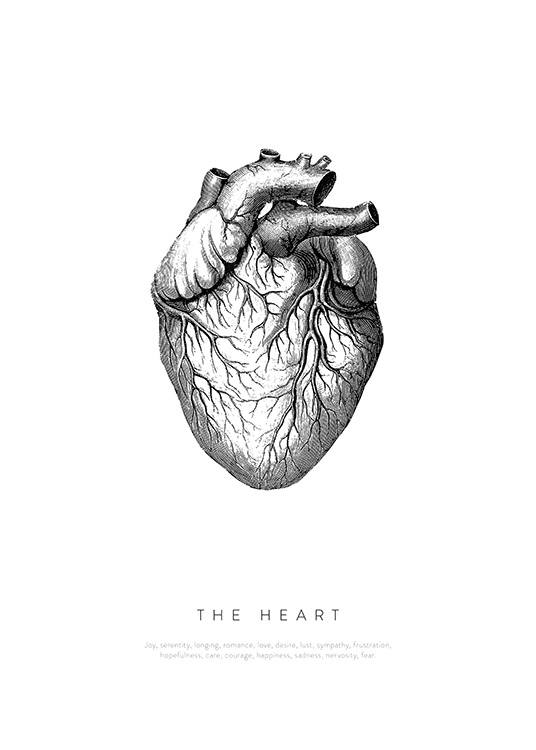 Anatomy of the Heart Poster / Illustrations at Desenio AB (13730)