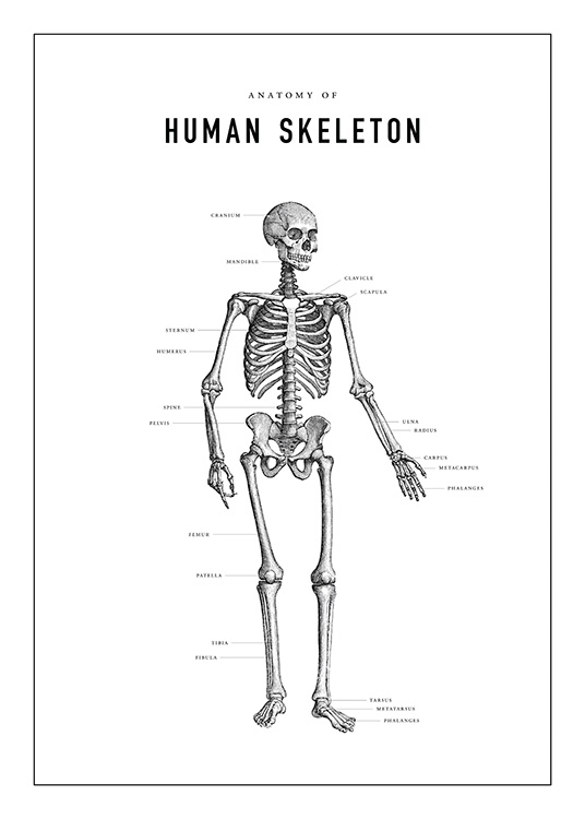 Human Skeleton Anatomy Poster