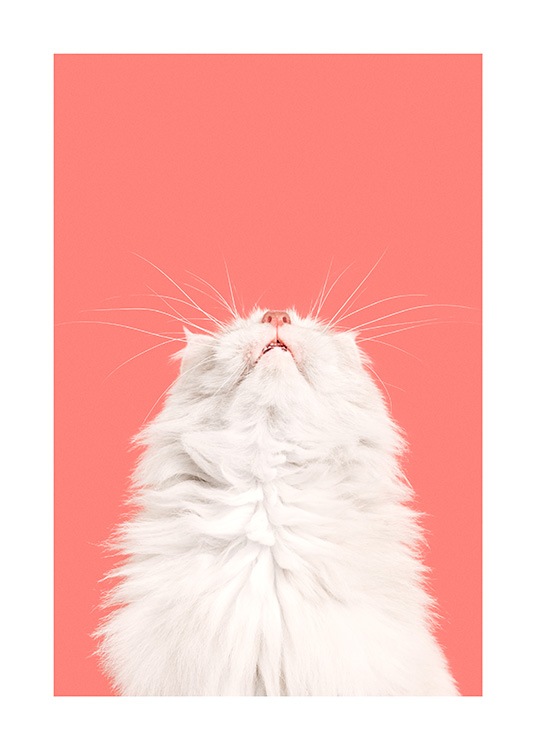 Fluffy Cat Poster / Pets at Desenio AB (13796)
