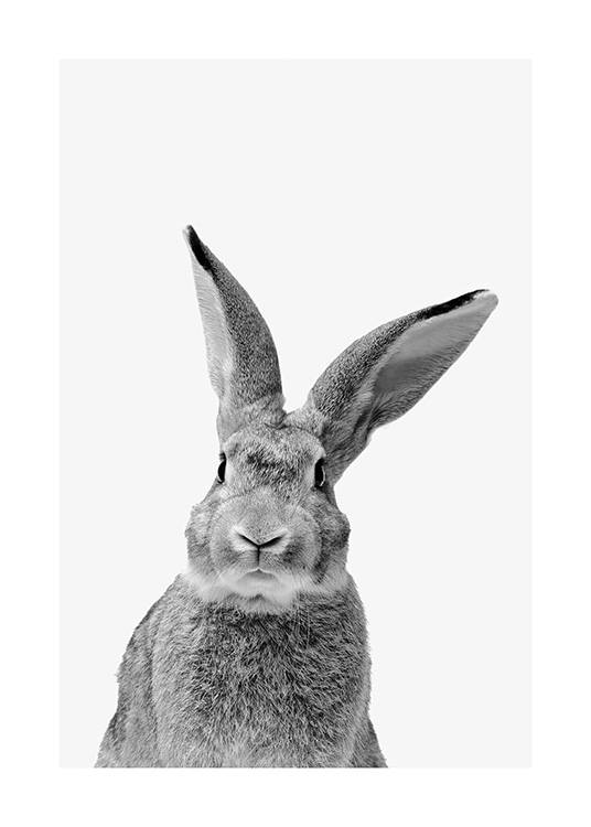 Black and White Rabbit Poster / Animals at Desenio AB (13859)