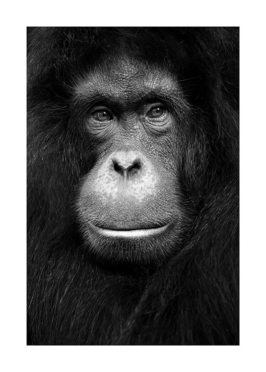 Orangutan Poster / Wild animals at Desenio AB (13868)