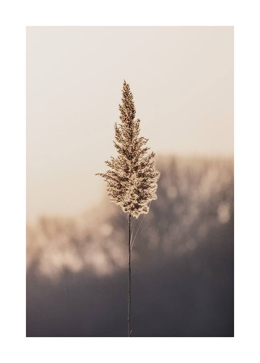  – Photograph of a reed standing alone in the sunset