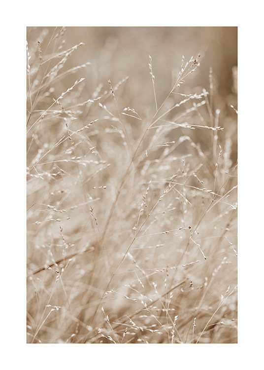  – Photograph of a meadow filled with beige grass