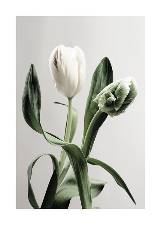  – Photograph of green and white tulips with leaves against a light grey background