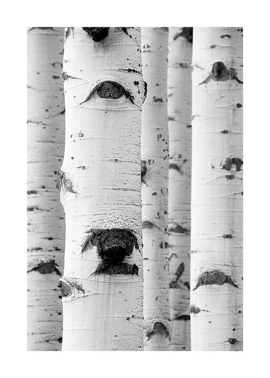  – Black and white photograph of a bunch of birch trees