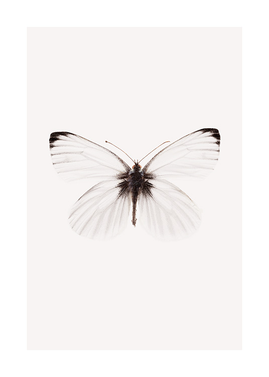  – Photograph of a butterfly in white with black details on its wings, against a light beige background