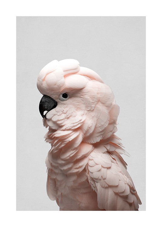  – Photograph from the side of a cockatoo in light pink on a grey background