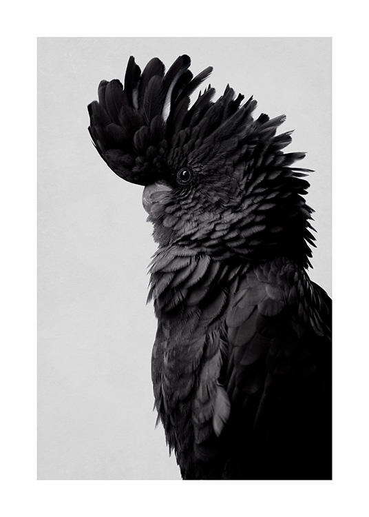  – Photograph of a cockatoo seen from the side, with black feathers against a grey background