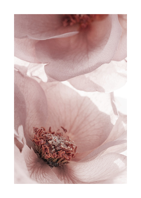  - Close up photograph of blooming garden flowers in pink