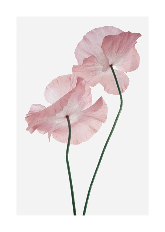 Pink Poppies Poster