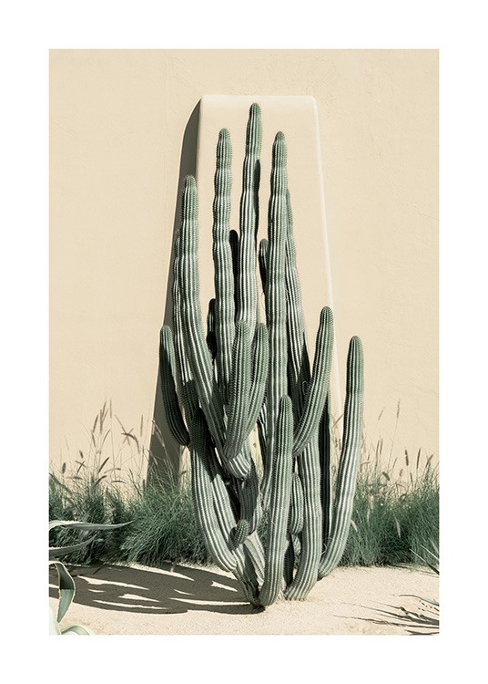  – Photograph of tall cacti in front of a beige wall with high grass at the bottom