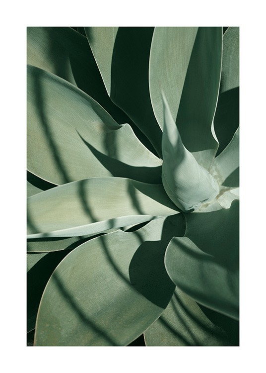  – Photograph of the centre of and leaves of a green cactus plant