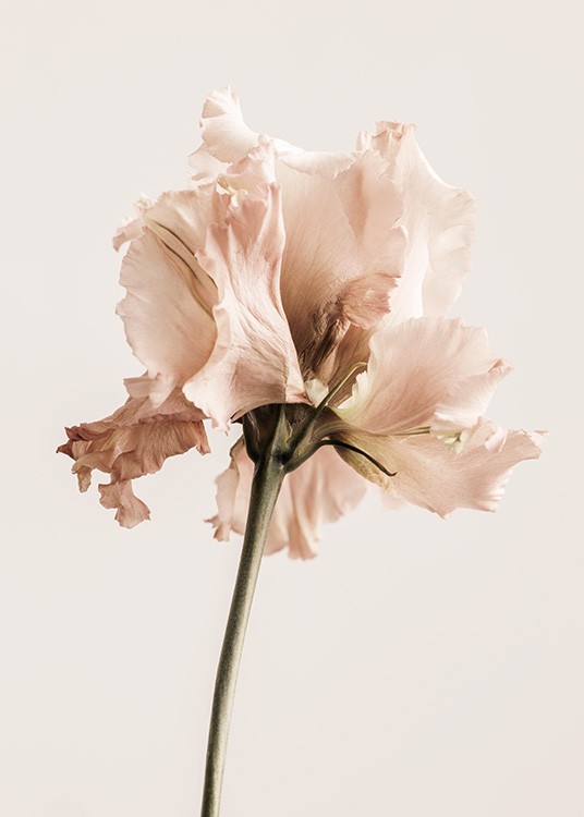  – Photograph of a gentiana flower in light pink on a light beige background