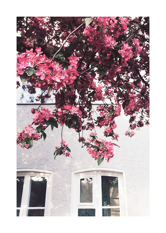  – Photograph of dark pink flowers on a tree with a building in the background
