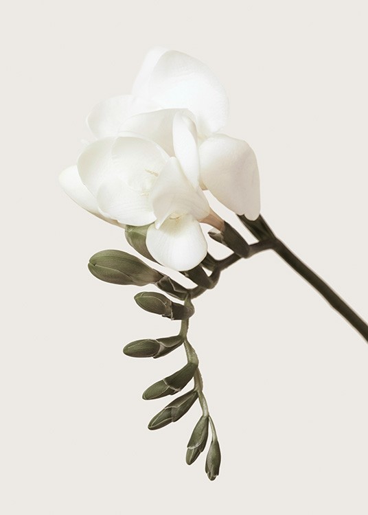  – Photograph of a freesia with green buds and a white flower against a beige background