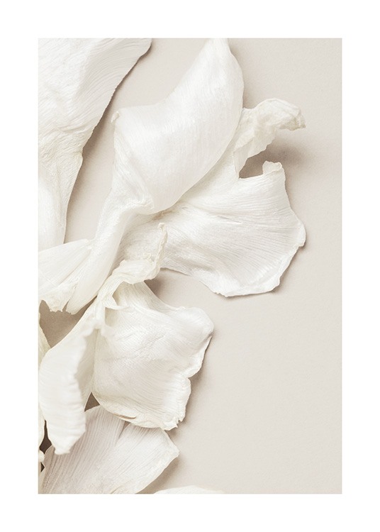  – Photograph of scattered tulip petals in white laying on a beige background