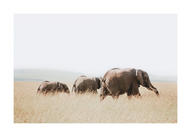  – Photograph of elephants walking together on the savannah