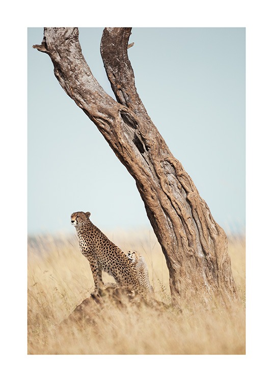  – Photograph of a tree next to cheetahs standing in tall grass