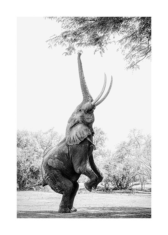  – Black and white photograph of an elephant balancing on its back legs