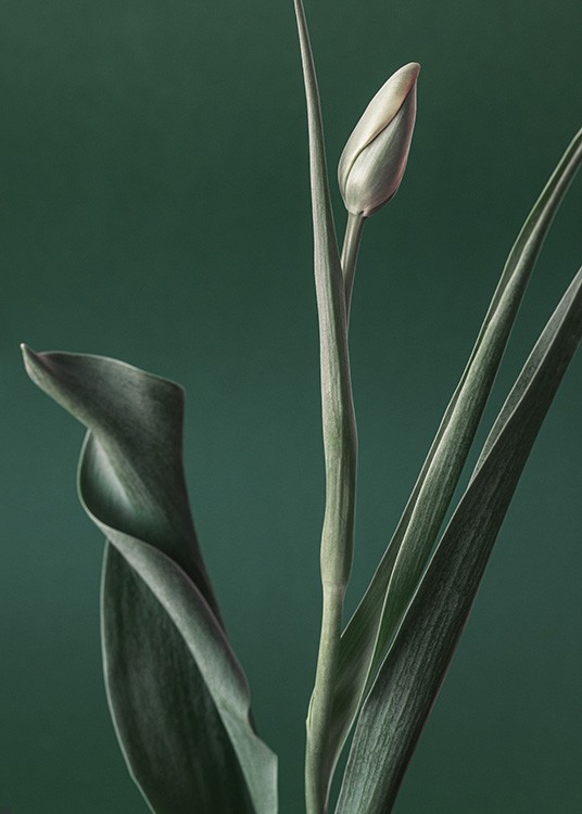  – Photograph of a tulip with a green bud and green leaves, against a dark green background