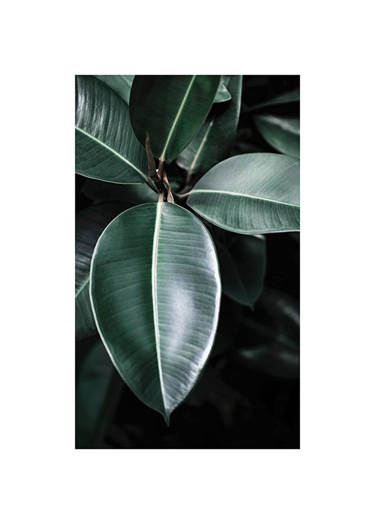  – Photograph of a green ficus with dark green leaves seen from above