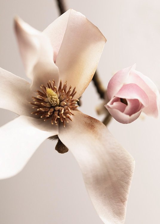  – Photograph of a magnolia in white next to a pink magnolia bud, against a light pink background