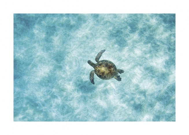 Green Sea Turtle Poster