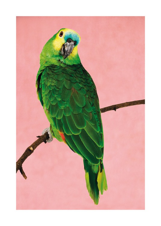  – Photograph of a green parrot with a yellow and blue head, sitting on a branch against a pink background
