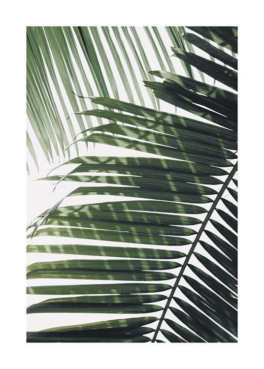 – Photograph of a green palm leaf with another leaf in the background