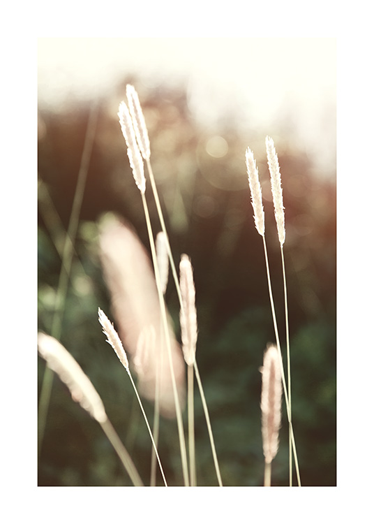 – Photograph of a bunch of grass in the sunlight, with a dark green, blurry background