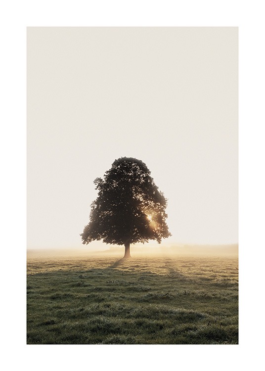  – Photograph of a field with a tree in the background, with sunlight shining on it