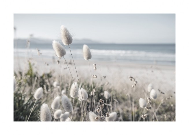  – Photograph of dune grass with white flowers, with the ocean and a beach in the background