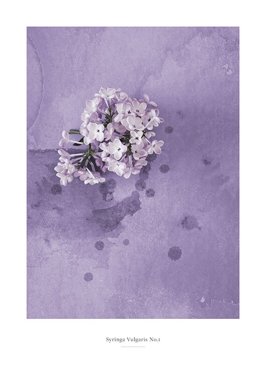  – Photograph of a syringa flower in lilac against a purple background with water spots on it