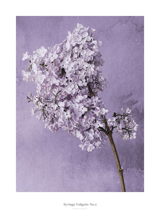  – Photograph of syringa flower in lilac on a branch, against a purple background with water spots