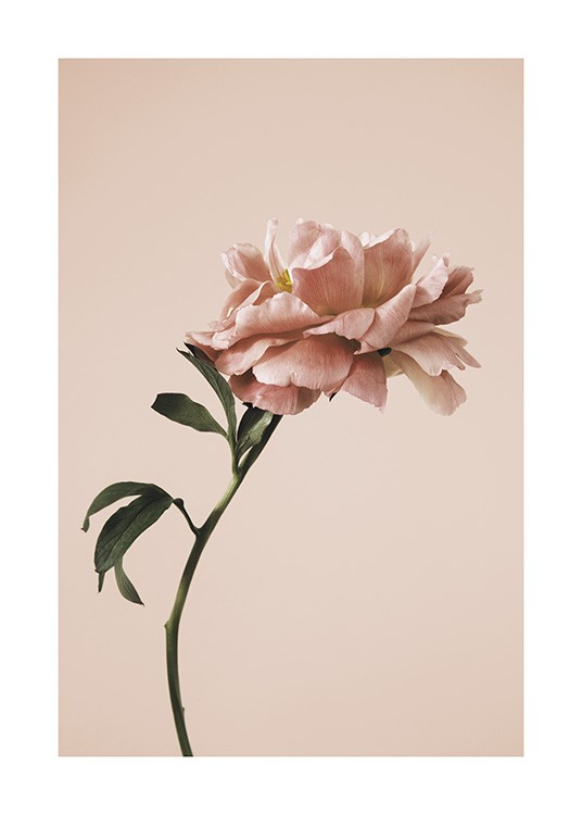 – Photograph of a single poppy flower in pink against a pink background
