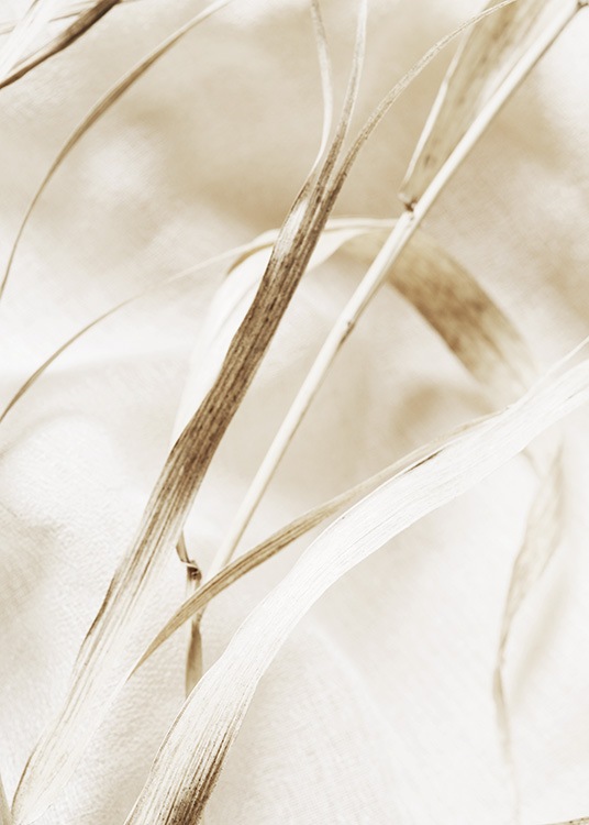 – Photograph with close up of a beige leaf on dried grass
