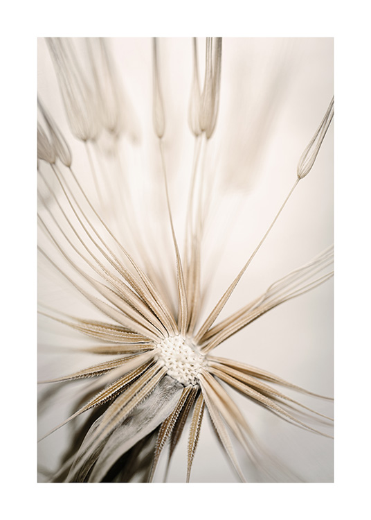  – Photograph with a close up of a beige dandelion