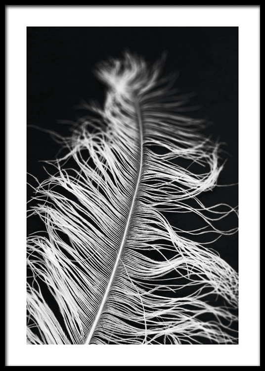Feather in The Dark Poster - White feather - Desenio.co.uk