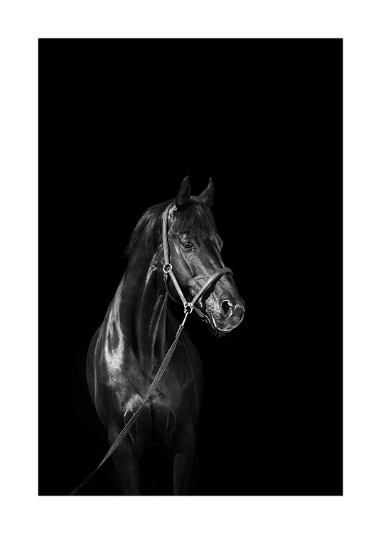  – Black and white photograph of a black horse wearing a halter, against a black background