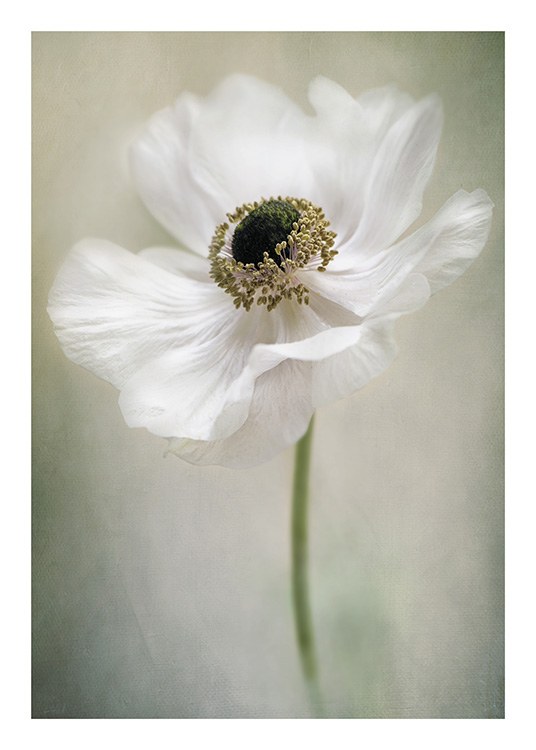 – Photograph with close up of a poppy flower with white petals and a green, blurry background