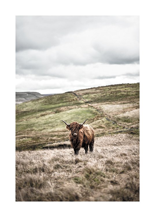  – Photograph of a field landscape with a highland cow standing in the middle of it