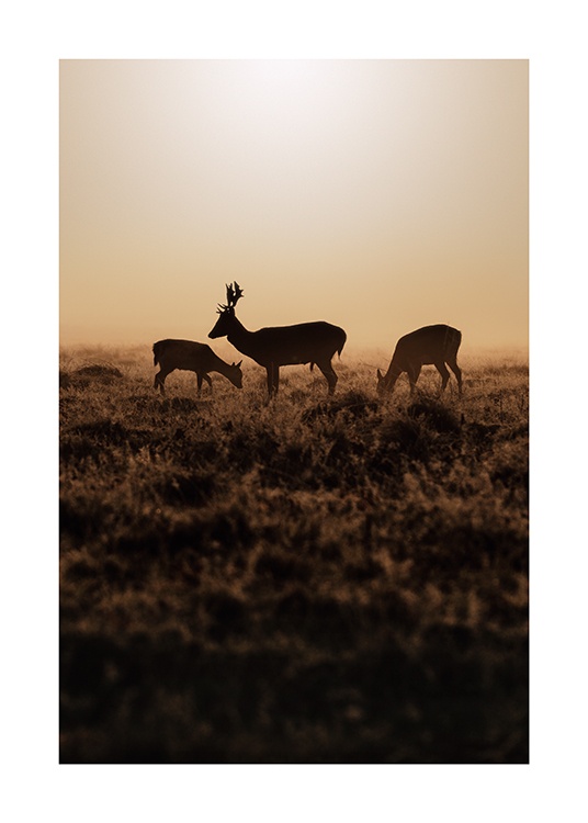  – Photograph of deers at sunset, standing in a field with brown grass