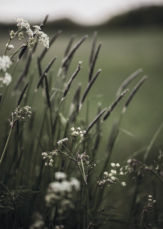  – Photograph of small, white flowers and green grass with a blurry background