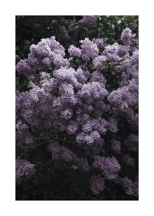 – Photograph of a syringa bush with purple flowers and green leaves