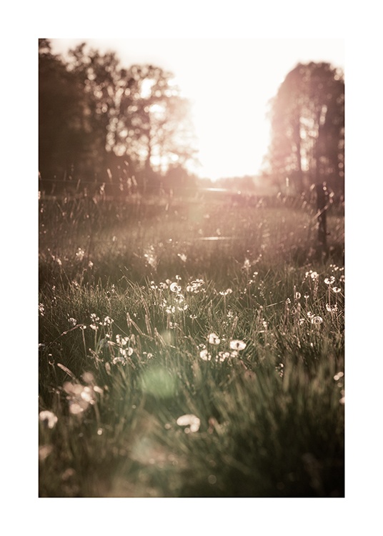  – Photograph of white flowers in a meadow at sunset